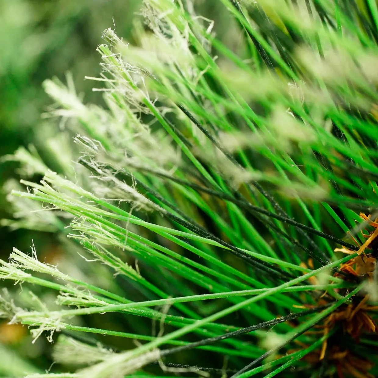 9' x 14" Cashmere Mixed Pine Artificial Christmas Garland - Unlit