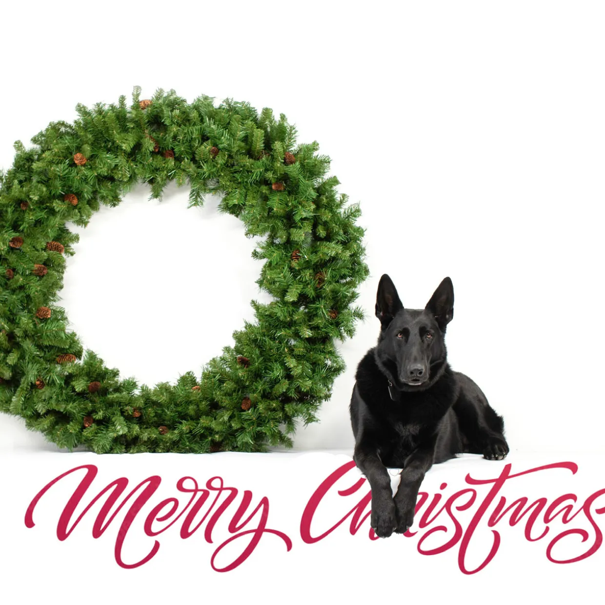 Dakota Red Pine Commercial Artificial Christmas Wreath - 5' - Unlit