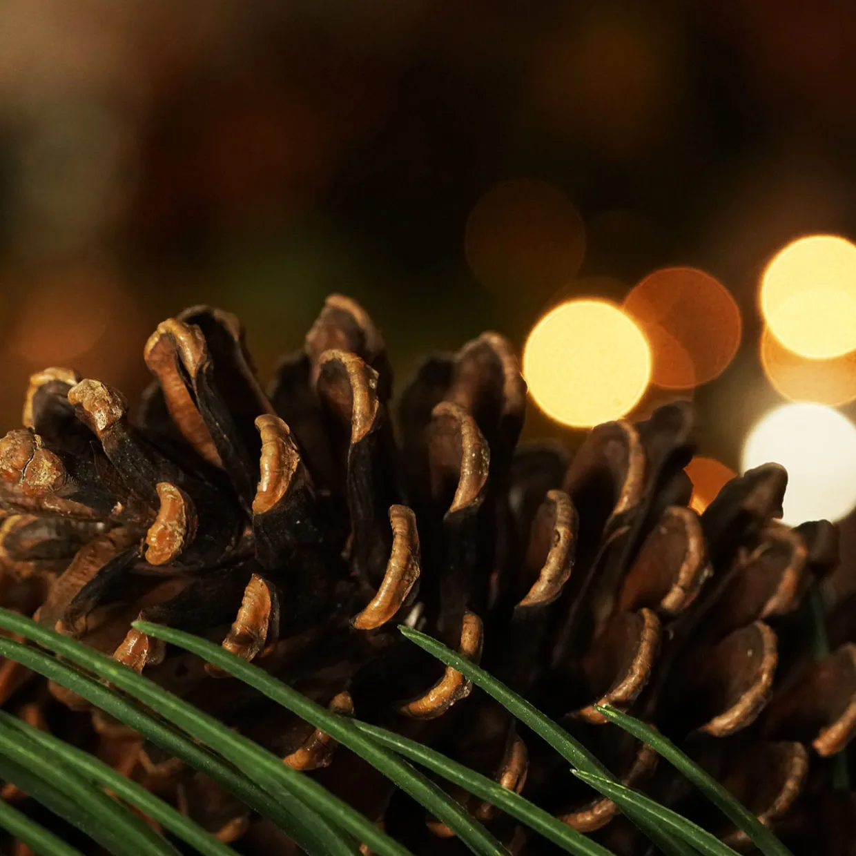 Long Pine Needle and Pinecone Artificial Christmas Wreath - 30" - Unlit