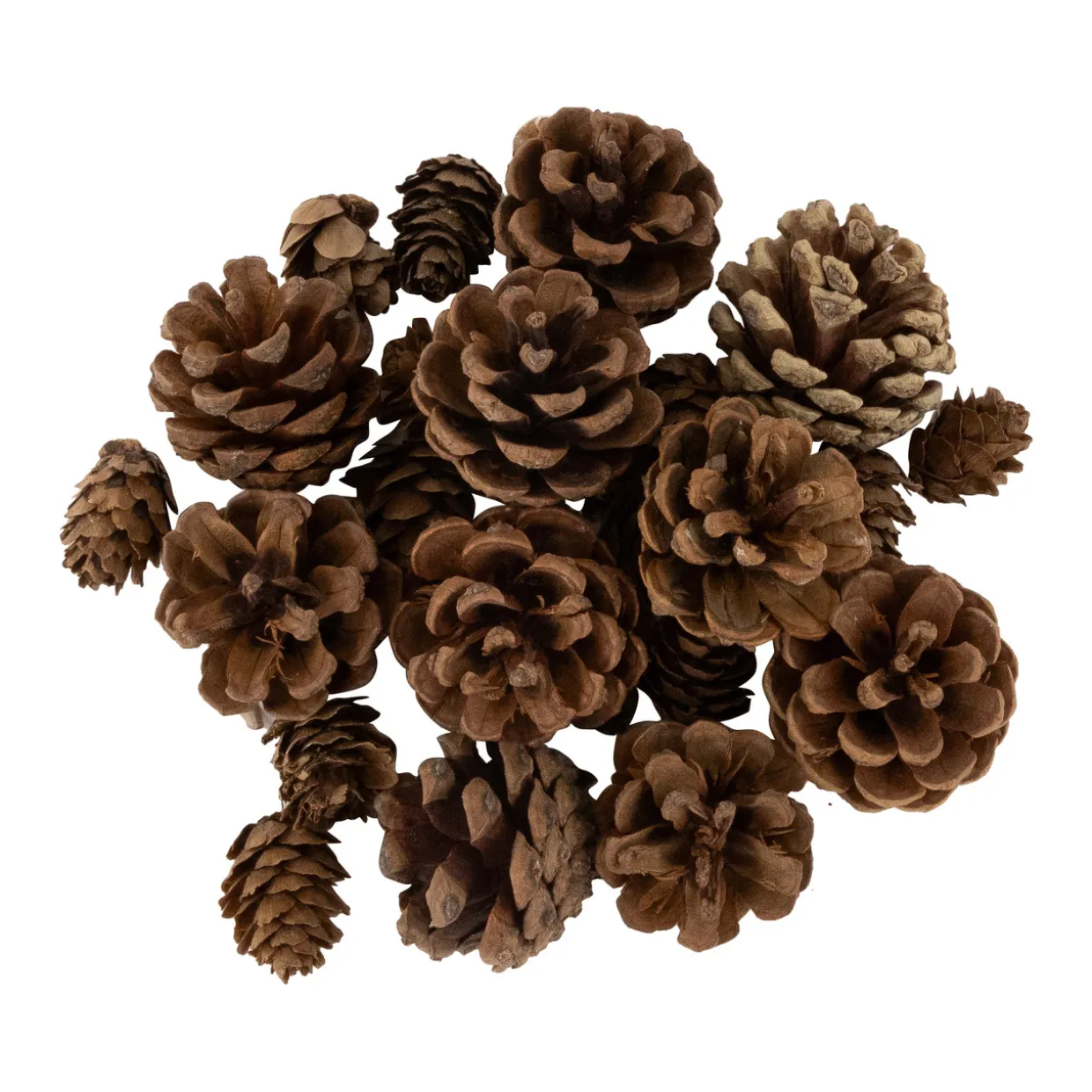 Ornaments, Pinecones and Stars Christmas Decorations - 6"