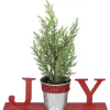 Potted Faux Pine in Metal "JOY" Planter Christmas Decoration - 10" - Red