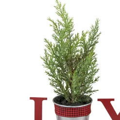 Potted Faux Pine in Metal 