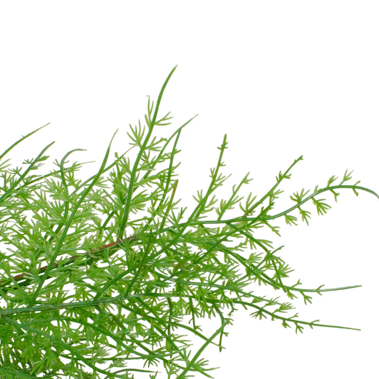 Real Touch™? Artificial Cedar Christmas Wreath - 24" - Unlit