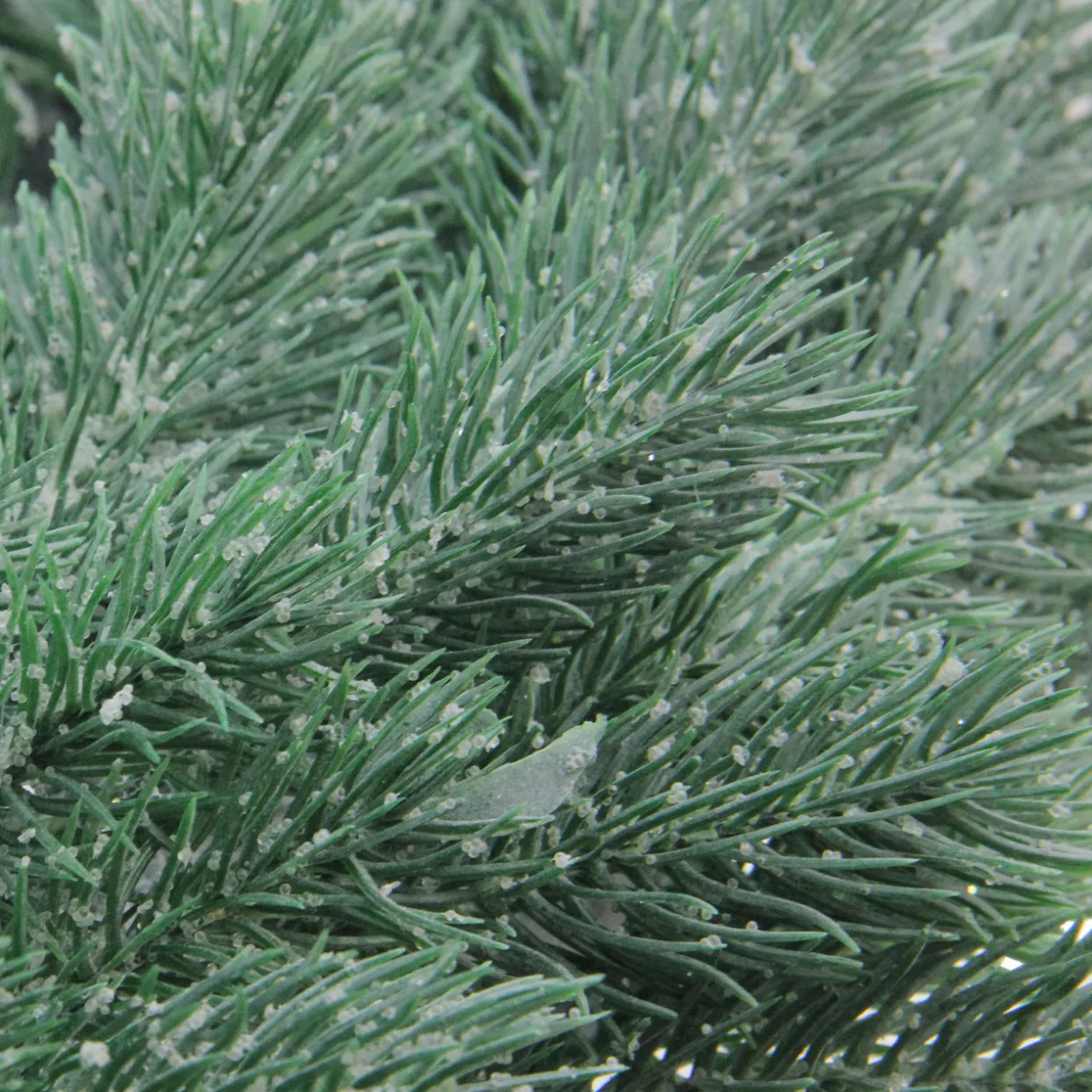 Real Touch™? Frosted Pine Artificial Christmas Wreath - 16" - Unlit