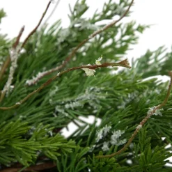 Real Touch™? Iced Cedar Artificial Christmas Wreath - 24