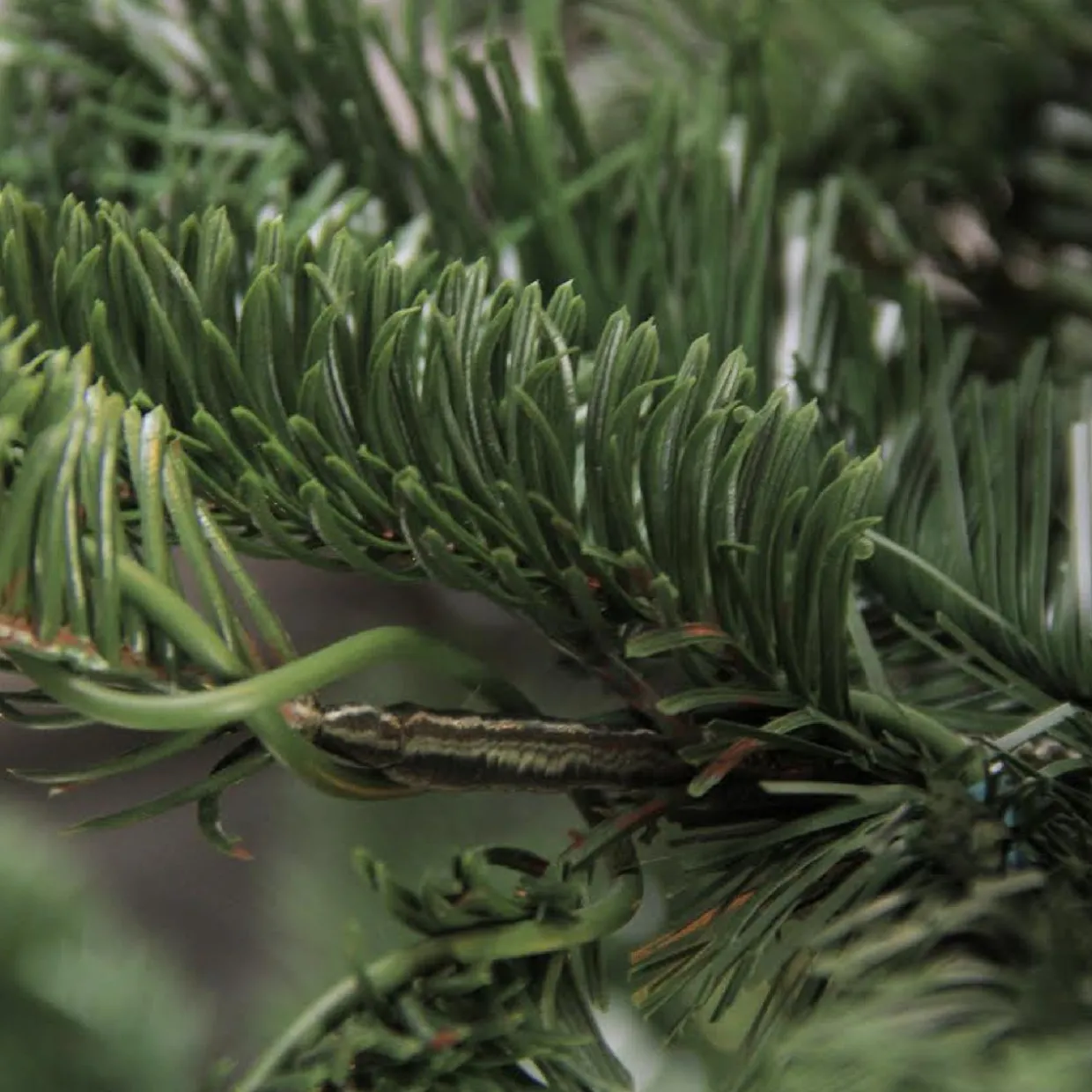 Real Touch™ Layered Nordmann Fir Artificial Christmas Tree - 7.5' - Unlit