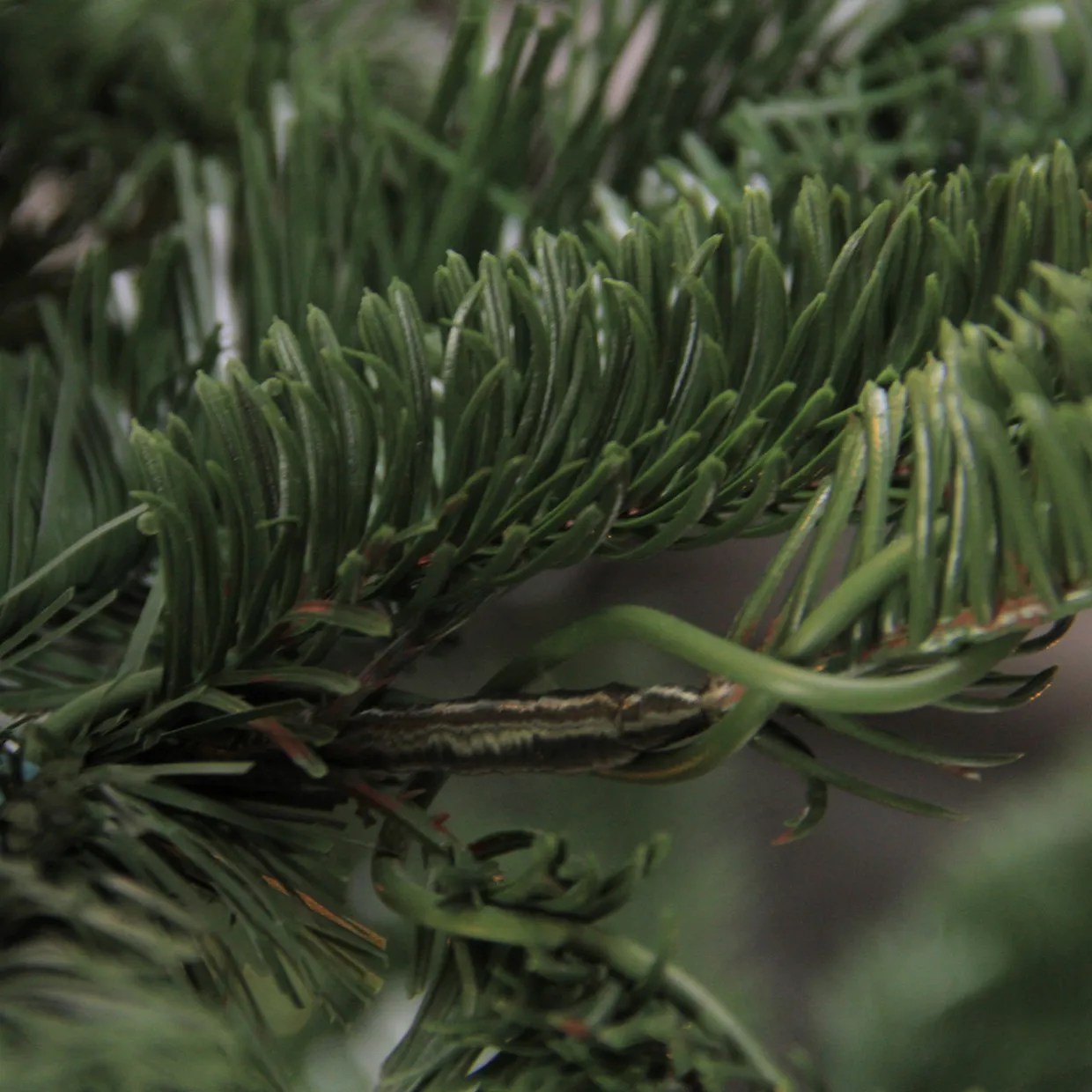 Real Touch™? Slim Layered Nordmann Fir Artificial Christmas Tree - Unlit - 6.5'