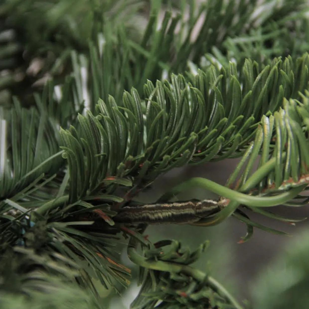 Real Touch™? Slim Layered Nordmann Fir Artificial Christmas Tree - Unlit - 6.5'