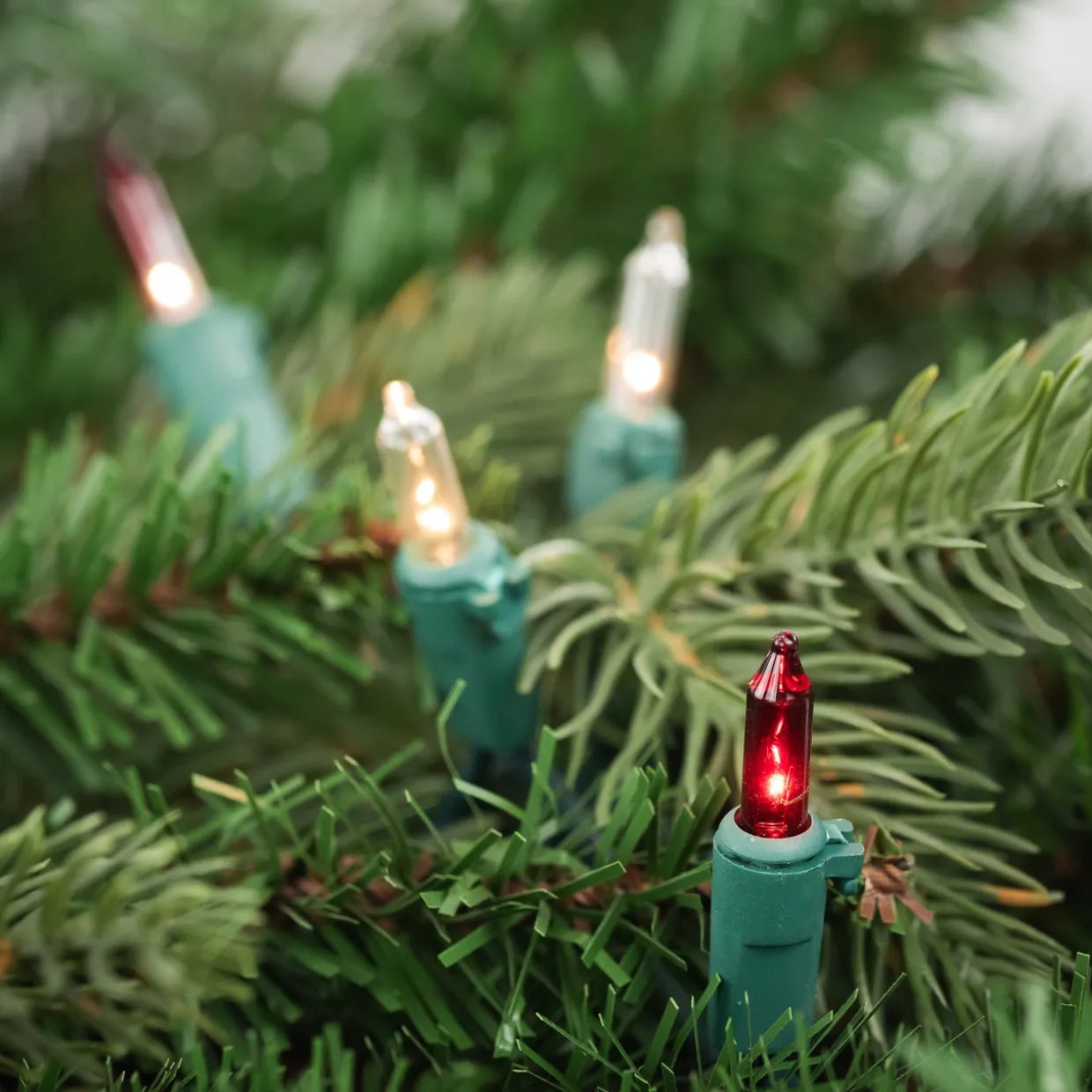 Set of 50 Red and Clear Mini Christmas Lights, 2.5" Spacing - Green Wire